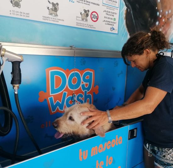 dog-wash