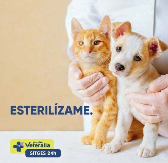 veterinario-sitges-