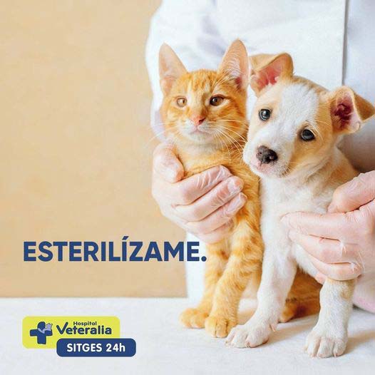 veterinario-sitges-