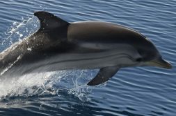 associaciocetacea associaciocetacea